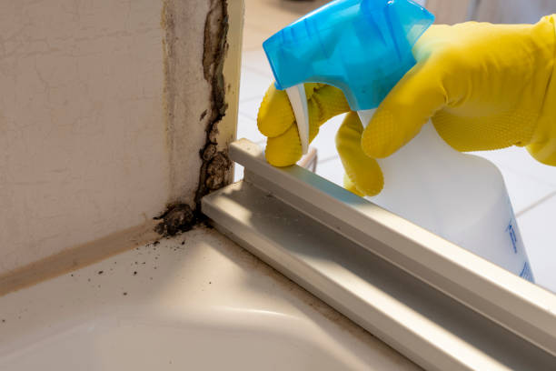 Best Toxic Mold Removal  in Lambert, MS