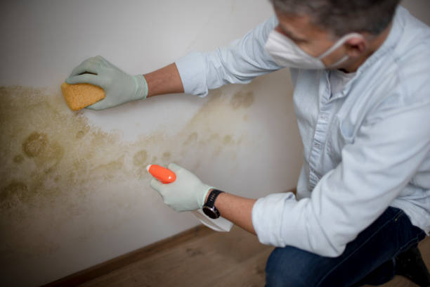 Mold Removal and Inspection in Lambert, MS