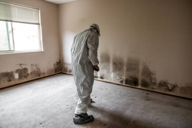 Best Mold Damage Repair  in Lambert, MS