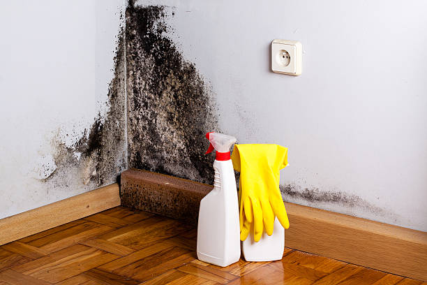 Best Mold Removal and Inspection  in Lambert, MS