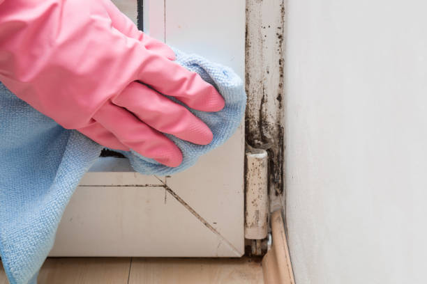 Best Toxic Mold Removal  in Lambert, MS